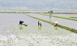 千斤糧萬元田帶來“三農(nóng)”新變化